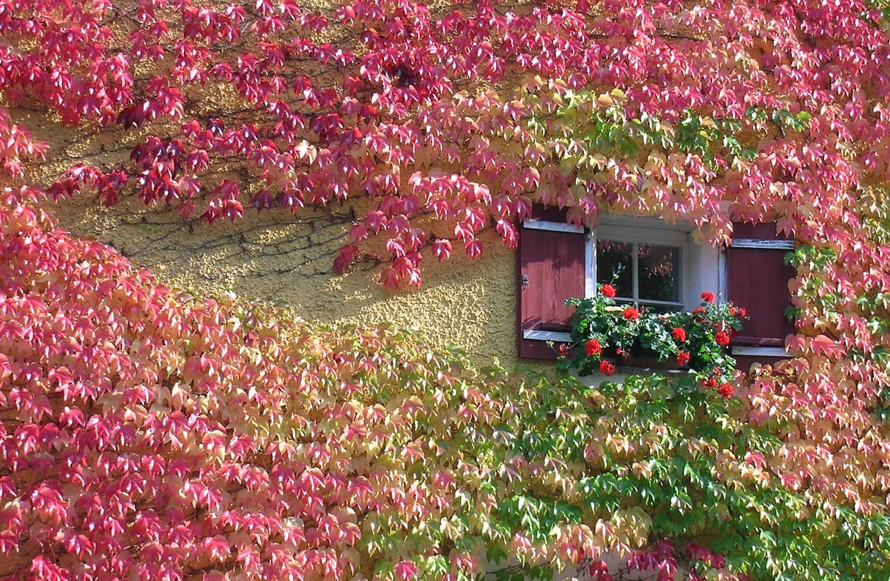 climbing plants