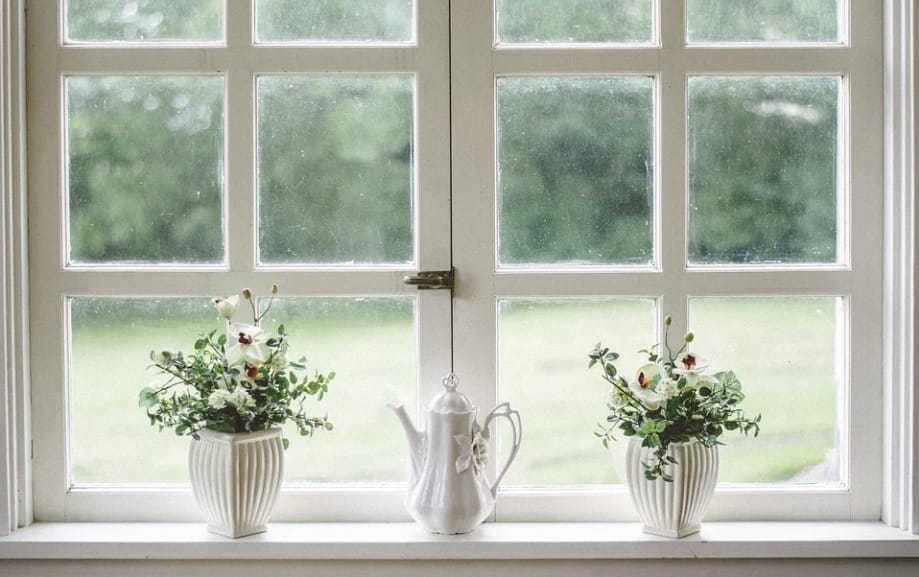window and plants